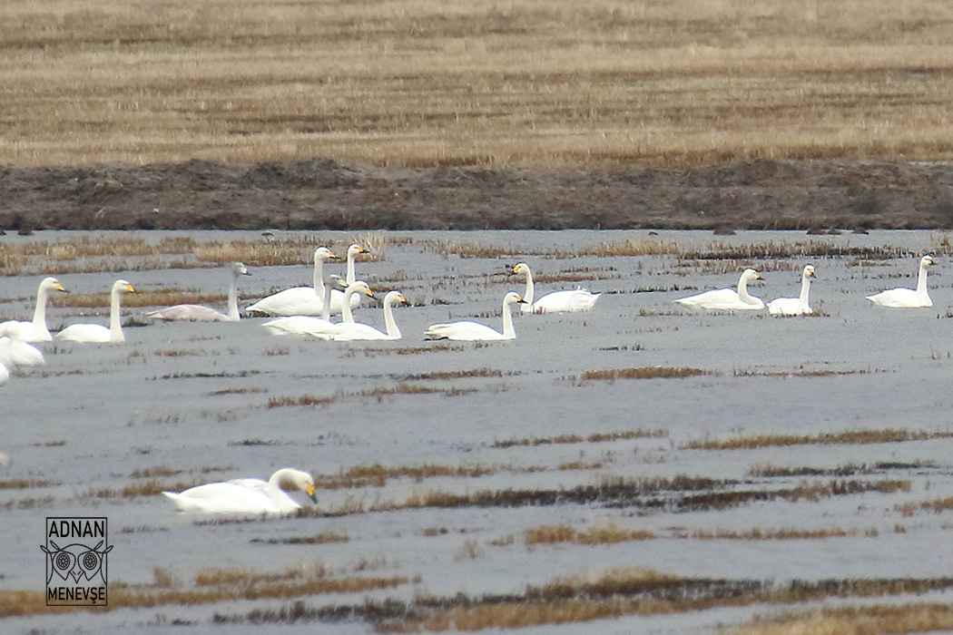 Tundra Swan